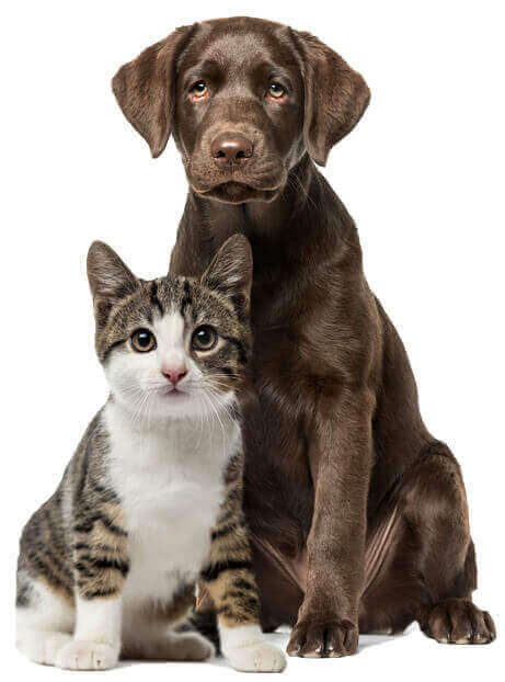 Cat/Dog Cat/Dog