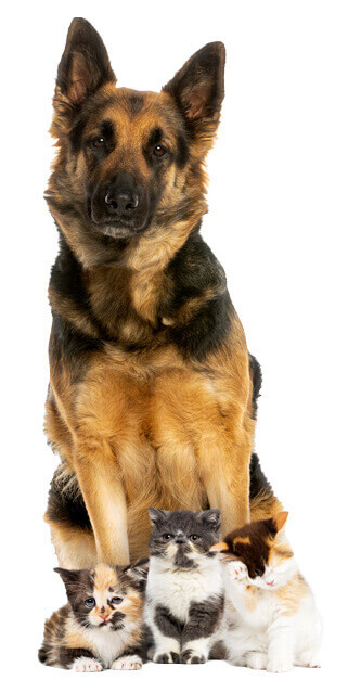 Comprehensive Care for Sick Pets Comprehensive Care for Sick Pets