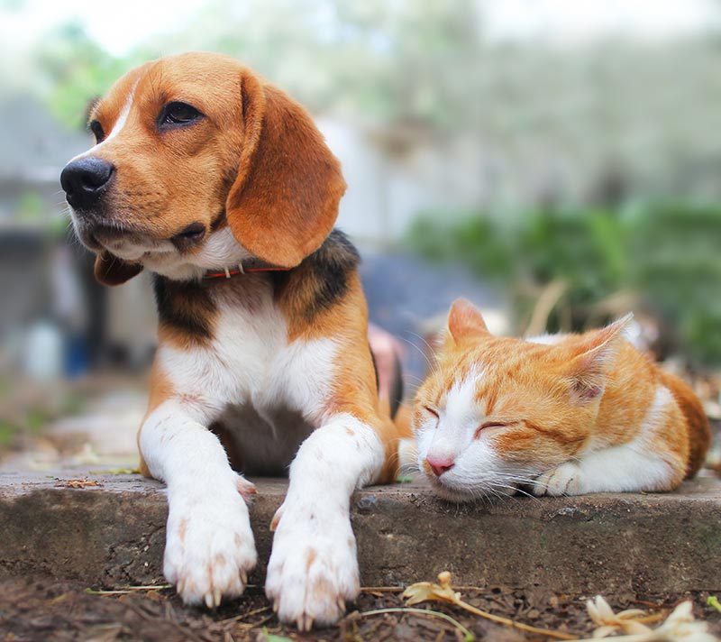 Dog and Cat Resting