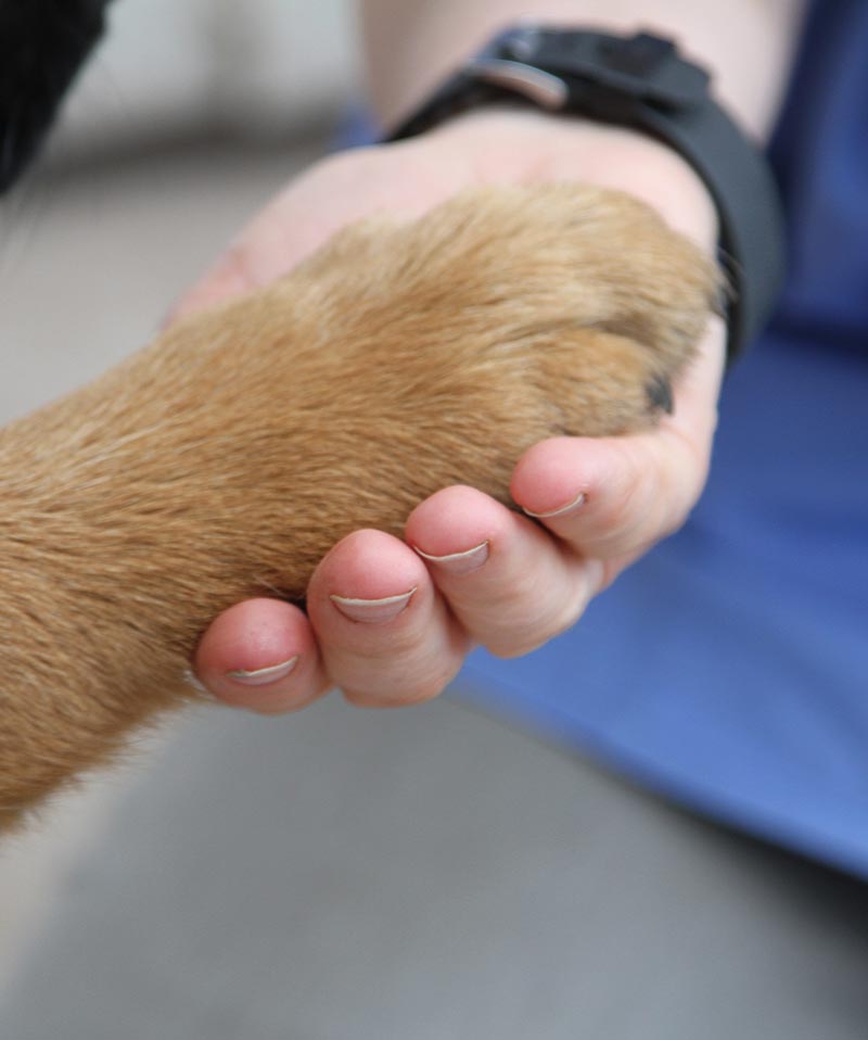 Better Veterinary Care at Pet’s Choice Better Veterinary Care at Pet’s Choice