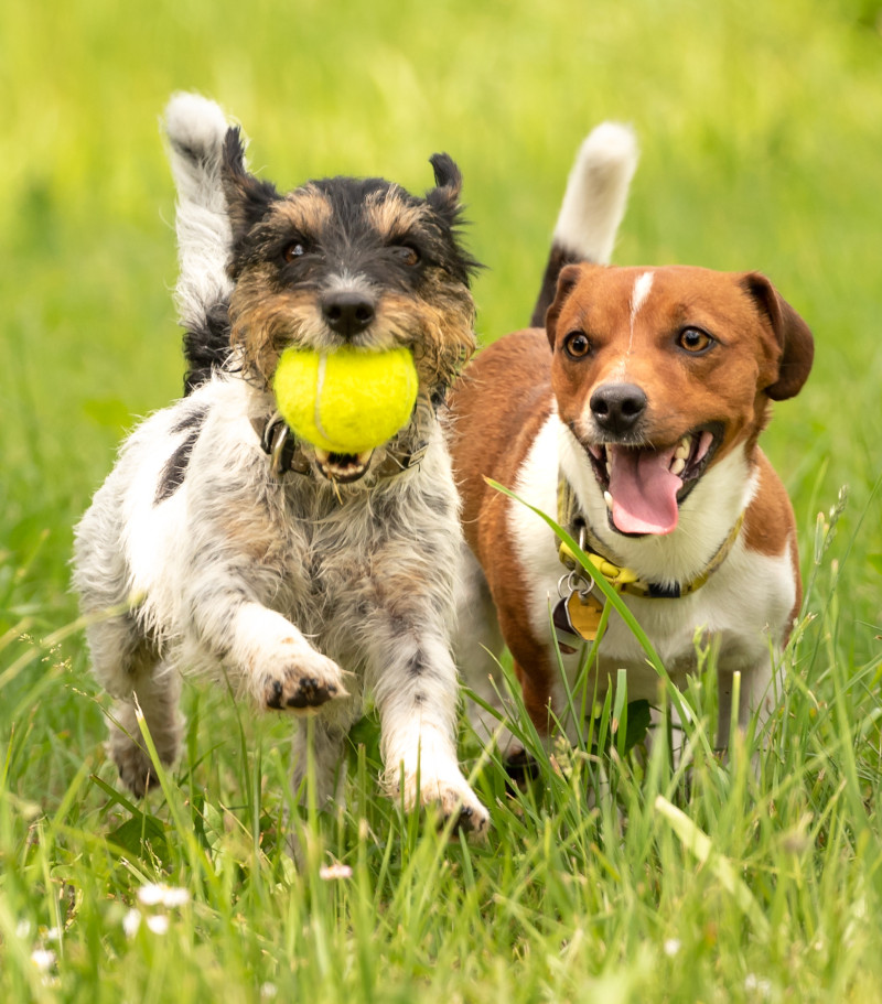 Luxury Boarding at Pet’s Choice Animal Hospital