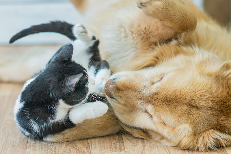 #1 Choice in Pet Daycare #1 Choice in Pet Daycare