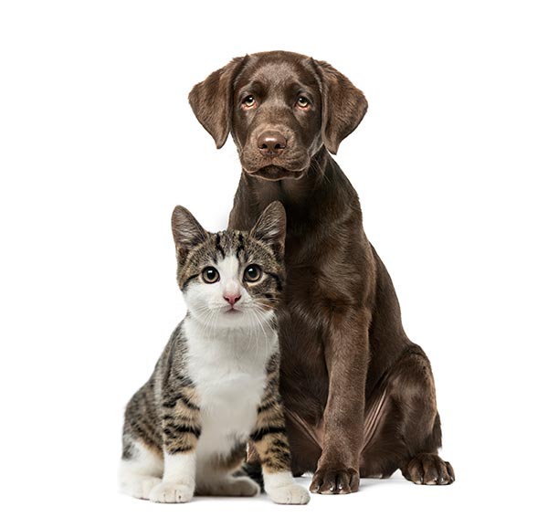 Dog and Cat Playful Dog and Cat Playful
