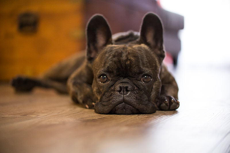 Dog Laying Down